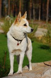 Kennel Original Laplands