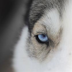 Riverside Husky