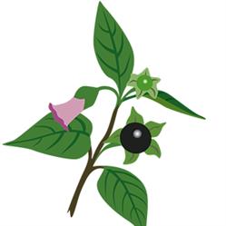 Hoitola Belladonna