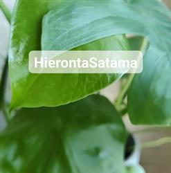 HierontaSatama