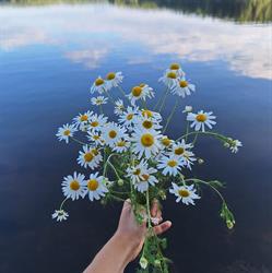 Isosaaren Kesäkahvila