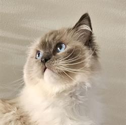 Kittyland