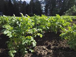 Päivölän luomutila
