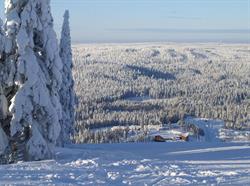 Kultapaljakka, Paljakka