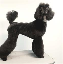 I-Groom center