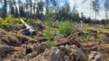 Metsänuudistus